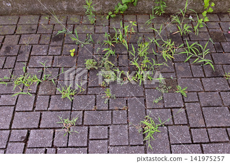 Weeds growing from the joints of interlocking paving Weeds growing from the joints of interlocking paving 141975257