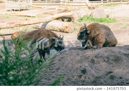 A herd of European bison, including juveniles, and adult bison resting. 141975703