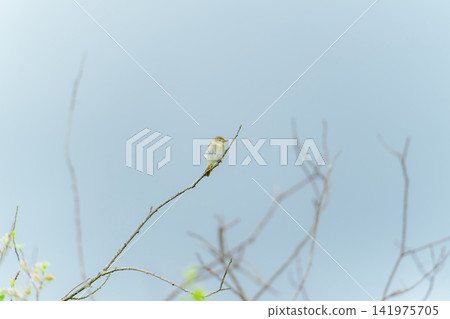 A Northern Willow Warbler perched on a slender branch against a blue sky. A Northern Willow Warbler perched on a slender branch against a blue sky. 141975705