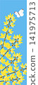 Forsythia and Cabbage White Butterfly 141975713