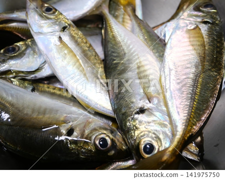 Assorted horse mackerel Assorted horse mackerel 141975750