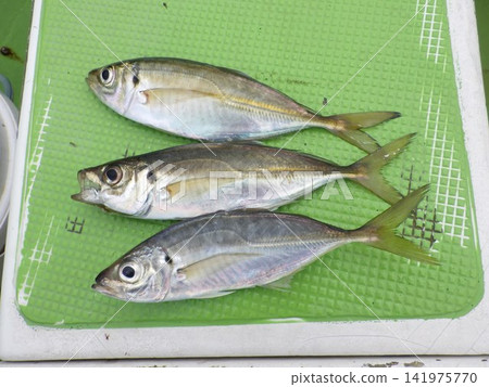 Wild horse mackerel that were caught 141975770