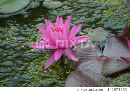 蓮花在公園 蓮花在公園 141975803