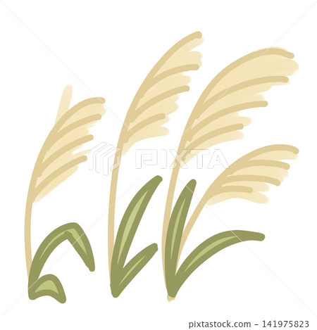A bunch of pampas grass A bunch of pampas grass 141975823