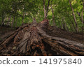Fallen tree trunk on forest floor 141975840