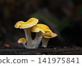 Golden oyster mushrooms on a log 141975841