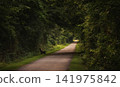 A paved path  lined with dense vegetation that form a green tunnel from side to side 141975842