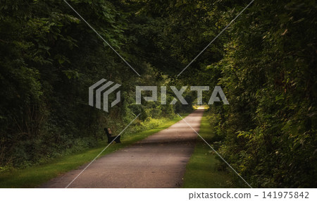 A paved path lined with dense vegetation that form a green tunnel from side to side A paved path lined with dense vegetation that form a green tunnel from side to side 141975842