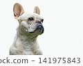 Cute purebred french bulldog 141975843