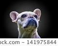 Adorable purebred french bulldog 141975844