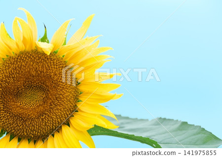 Summer flower Sunflower Summer flower Sunflower 141975855