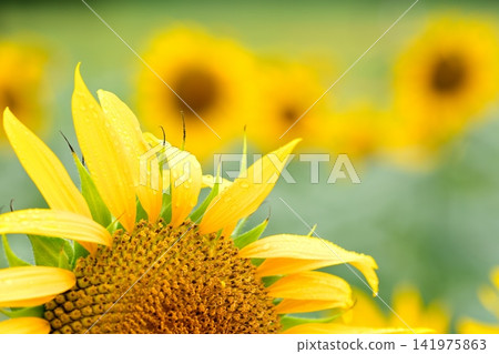 Summer flower Sunflower Summer flower Sunflower 141975863