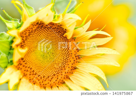Summer flower Sunflower Summer flower Sunflower 141975867