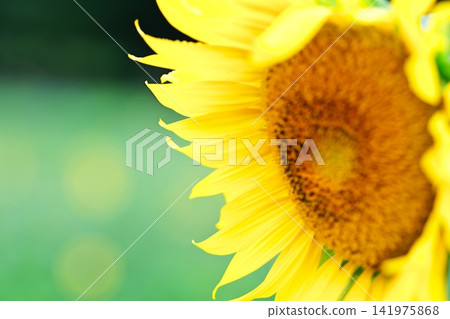 夏天花向日葵 夏天花向日葵 141975868