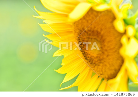 夏天花向日葵 夏天花向日葵 141975869