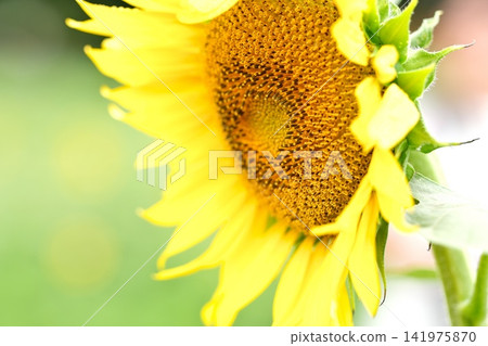 夏天花向日葵 夏天花向日葵 141975870