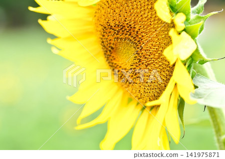 夏天花向日葵 夏天花向日葵 141975871