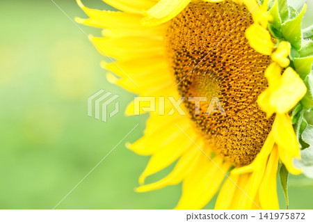 夏天花向日葵 夏天花向日葵 141975872