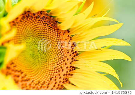 Summer flower Sunflower Summer flower Sunflower 141975875