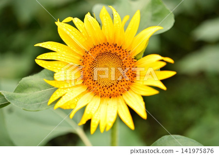 Summer flower Sunflower Summer flower Sunflower 141975876