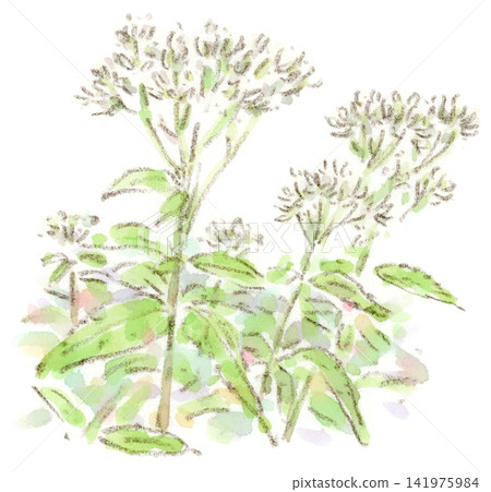 一幅水彩畫,描繪的是澤蘭(Eupatorium fortunei),一種我在山上看到的夏季植物。 一幅水彩畫,描繪的是澤蘭(Eupatorium fortunei),一種我在山上看到的夏季植物。 141975984
