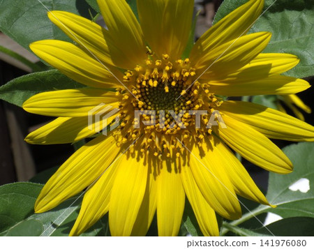 Yellow flower Yellow flower 141976080