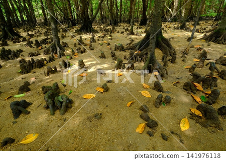 石垣島宮良川的紅樹林和膝根 石垣島宮良川的紅樹林和膝根 141976118
