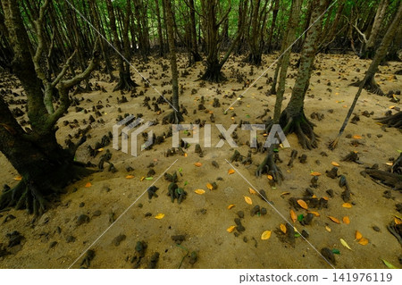石垣島宮良川的紅樹林和膝根 石垣島宮良川的紅樹林和膝根 141976119