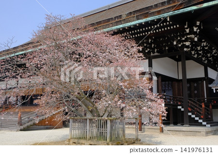 左側的紫神殿和櫻花樹 左側的紫神殿和櫻花樹 141976131