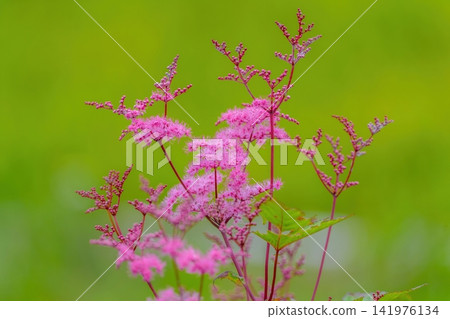 The vibrant pink flowers of Spiraea japonica stand out against the fresh green leaves, creating a natural summer scene on the plateau. The vibrant pink flowers of Spiraea japonica stand out against the fresh green leaves, creating a natural summer scene on the plateau. 141976134