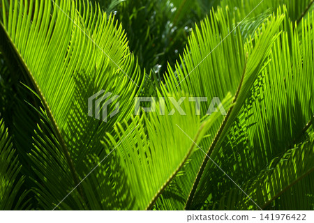Cycad leaf pattern Cycad leaf pattern 141976422