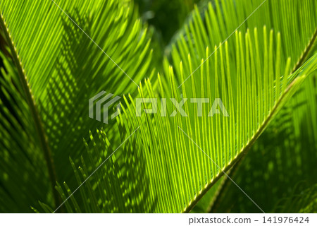 Cycad leaf pattern Cycad leaf pattern 141976424