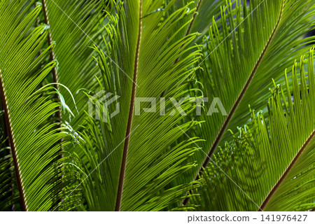 Cycad leaf pattern Cycad leaf pattern 141976427