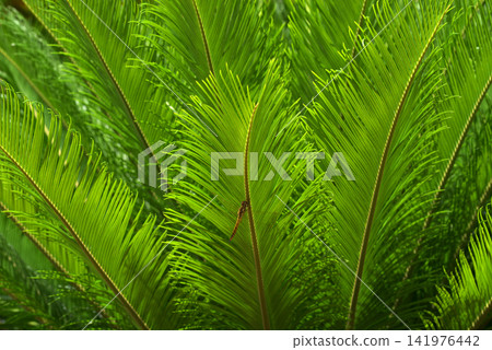 Cycad leaf pattern Cycad leaf pattern 141976442