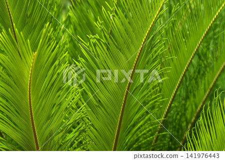 Cycad leaf pattern Cycad leaf pattern 141976443
