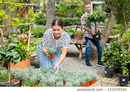 Female shopper choosing potted Helichrysum tianschanicum at garden center Female shopper choosing potted Helichrysum tianschanicum at garden center 141976592