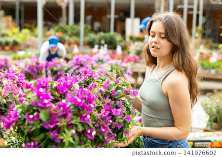 Young female customer admiring Bougainvillea blooms at garden center Young female customer admiring Bougainvillea blooms at garden center 141976602