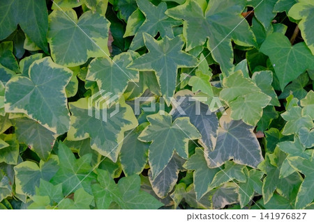 Greening walls with ivy Greening walls with ivy 141976827