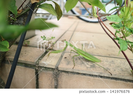 A praying mantis on a tile A praying mantis on a tile 141976876