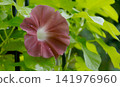 A morning glory called Danjuro, which has been raised since the Edo period 141976960