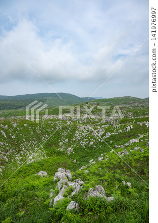 Yamaguchi Prefecture / The spectacular scenery of Akiyoshidai (Akiyoshidai Karst Plateau), a karst plateau surrounded by fresh greenery. 141976997