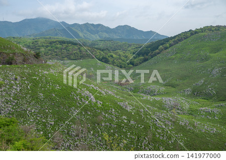山口縣 / 秋吉台(秋吉台喀斯特高原)景色壯麗,喀斯特高原被翠綠的植被環繞。 山口縣 / 秋吉台(秋吉台喀斯特高原)景色壯麗,喀斯特高原被翠綠的植被環繞。 141977000