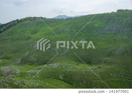 Yamaguchi Prefecture / The spectacular scenery of Akiyoshidai (Akiyoshidai Karst Plateau), a karst plateau surrounded by fresh greenery. Yamaguchi Prefecture / The spectacular scenery of Akiyoshidai (Akiyoshidai Karst Plateau), a karst plateau surrounded by fresh greenery. 141977001