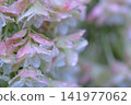 粉紅色的繡球花在雨中濕漉漉的 141977062