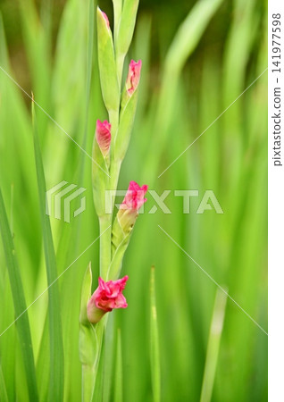 紅色劍蘭花蕾 紅色劍蘭花蕾 141977598