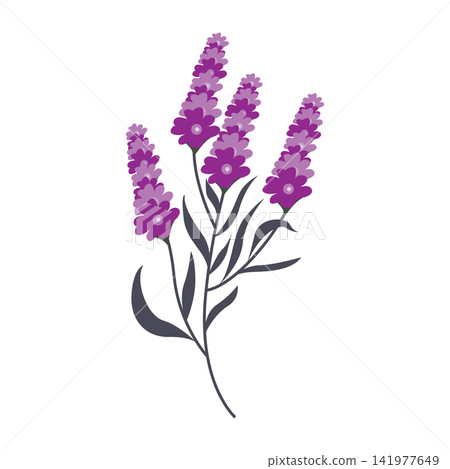 Lavender flowers, symbol of natural beauty and luxury, graphic template illustration. Lavender flowers, symbol of natural beauty and luxury, graphic template illustration. 141977649