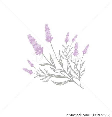 Lavender flowers, symbol of natural beauty and luxury, graphic template illustration. Lavender flowers, symbol of natural beauty and luxury, graphic template illustration. 141977652