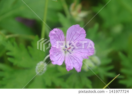Geranium yesoense - a high-altitude plant of Hokkaido (Kirittapu, Hokkaido) Geranium yesoense - a high-altitude plant of Hokkaido (Kirittapu, Hokkaido) 141977724