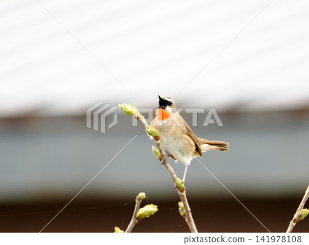 A Siberian Rubythroat perched on a branch A Siberian Rubythroat perched on a branch 141978108