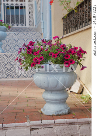Bright flowers in a pot by the steps of a house Bright flowers in a pot by the steps of a house 141978225